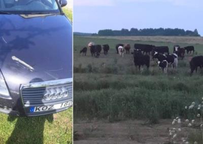 Jaunas vyras, vairuodamas lengvąjį automobilį „Audi“, nakties metu rėžėsi į ant kelio išėjusią karvių bandą.