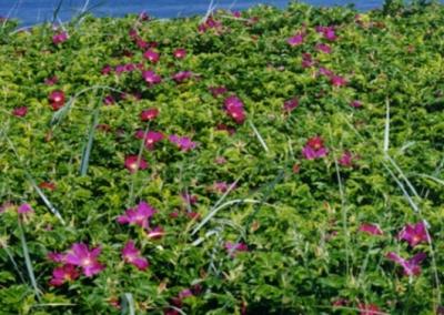 Raukšlėtalapis erškėtis (lot. Rosa rugosa) – krūmas, galintis užaugti iki 2 m aukščio, savaime paplitęs Rytų Azijoje.