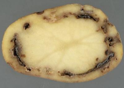 Bulvių žiedinis puvinys (Clavibacter michiganensis subsp. sepedonicus). VAT nuotr.
