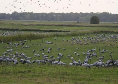 Laukuose gyvenančios gervės daro didelę žalą pasėliams. Farmer.pl nuotr.