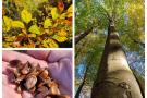 Norint surinkti buko sėklas – geriausia tiesti specialius tinklus aplink medžio kamieną. Valstybinių miškų urėdijos nuotraukos.