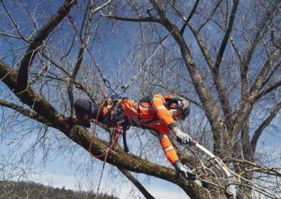Arboristas Renaldas Žilinskas sako, kad būtinybės atidėlioti nėra – jei leidžia oro sąlygos, medžius genėti galima ir žiemą.