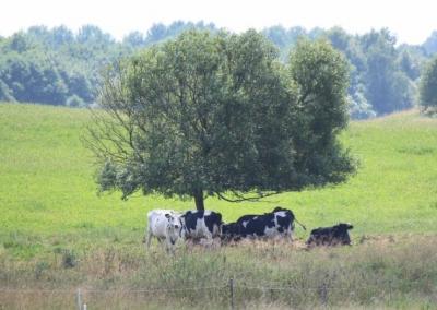 Asociatyvi nuotr. Gedimino Stanišausko nuotr.