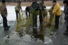 Ežerinių stintelių žvejyba „sukant bobas“ (po ledu traukiamu tinklu) yra įtraukta į Nematerialaus kultūros paveldo vertybių sąvadą.