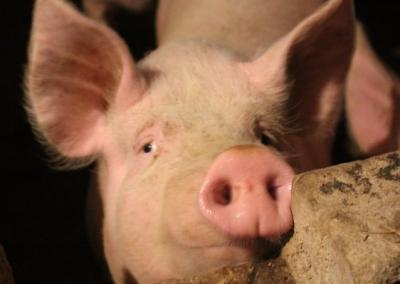 Mažesniems kiaulių laikytojams Lenkijoje ketinama sušvelninti biosaugos reikalavimus.