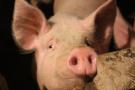 Mažesniems kiaulių laikytojams Lenkijoje ketinama sušvelninti biosaugos reikalavimus.