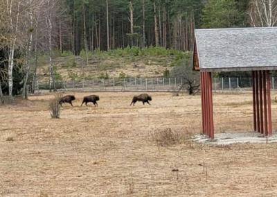 Stumbrai Dzūkijos stumbryno ekspoziciniame aptvare. Dzūkijos nacionalinio parko nuotr.
