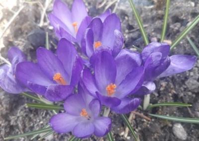 Asociatyvi nuotrauka.