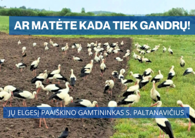 Gandrai.