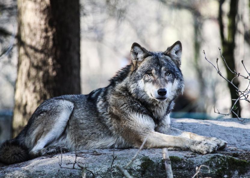 Asociatyvi nuotr. Canva nuotr. 