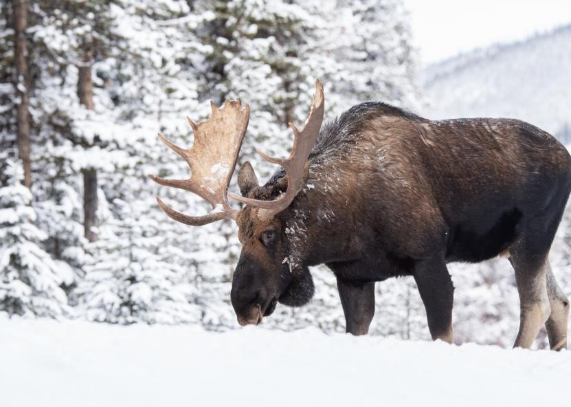 Asociatyvi nuotr. Canva nuotr. 