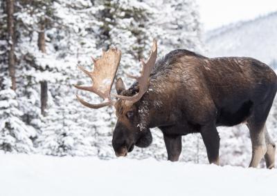 Asociatyvi nuotr. Canva nuotr.