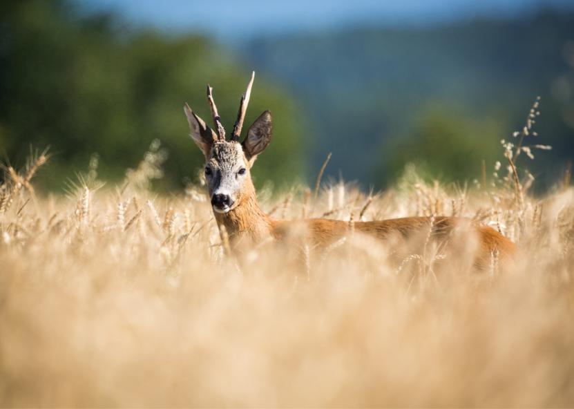 Asociatyvi nuotr. Canva nuotr. 