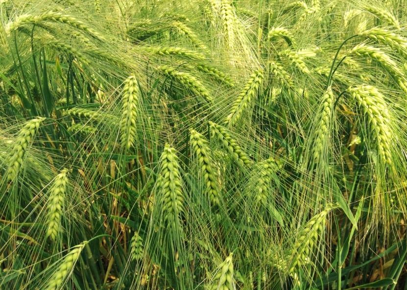 Asociatyvi nuotr. 