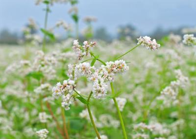 Asociatyvi nuotr.