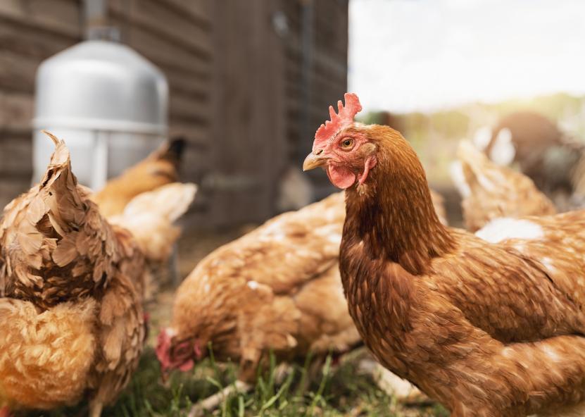 Asociatyvi nuotr. Canva nuotr. 