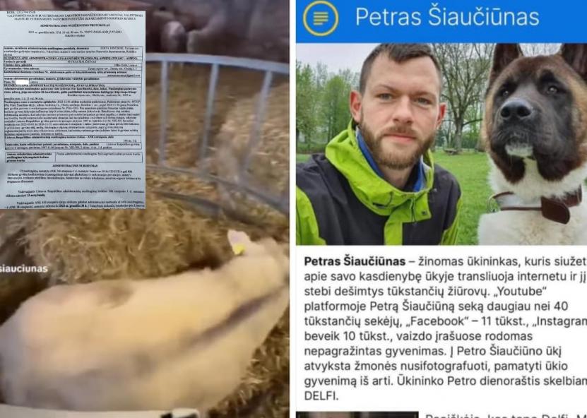 Nuotraukų koliaže ir VMVT pranešimas, ir avis, kurią neva darkė šuo. 