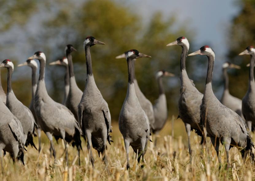 Asociatyvi nuotr. Canva nuotr. 