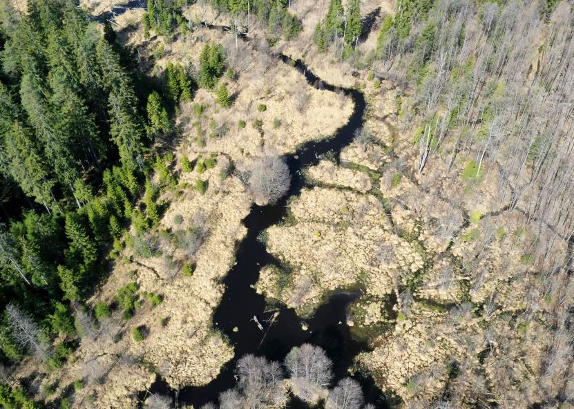 Valstybinių miškų urėdijos nuotr. 