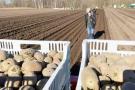Pirmasis šiemet bulves sodino ūkininkas S. Dambrauskas – į vagas jos gulė jau kovo 7-ąją.