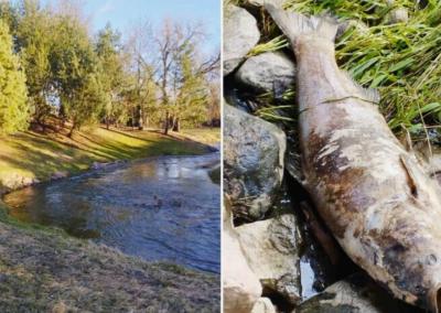 Vaikščiodamas upelio pakrantėmis Ruslanas Linevas aptiko labai didelės žuvies gaišeną. Jo manymu, tai daugiau nei 20 kilogramų sveriantis plačiakaktis. Ruslano Linevo nuotr.