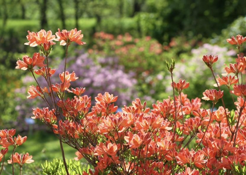 Rododendrai. Šilutės naujienų nuotr. 