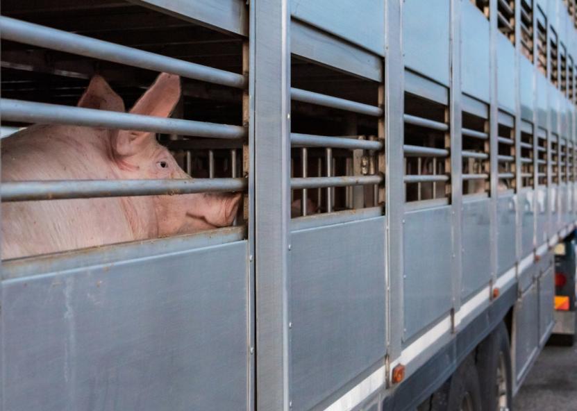 Asociatyvi nuotr. Canva nuotr. 