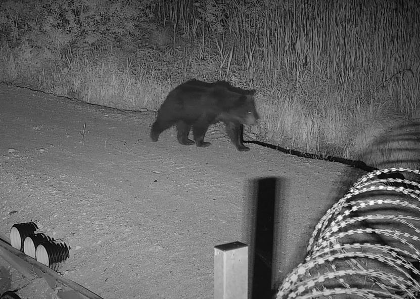 Vaizdo kameros užfiksavo mešką. VSAT nuotr. 