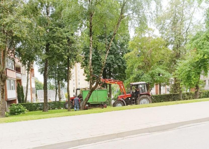 Medžiai po audros. Rinkos aikštės nuotr. 