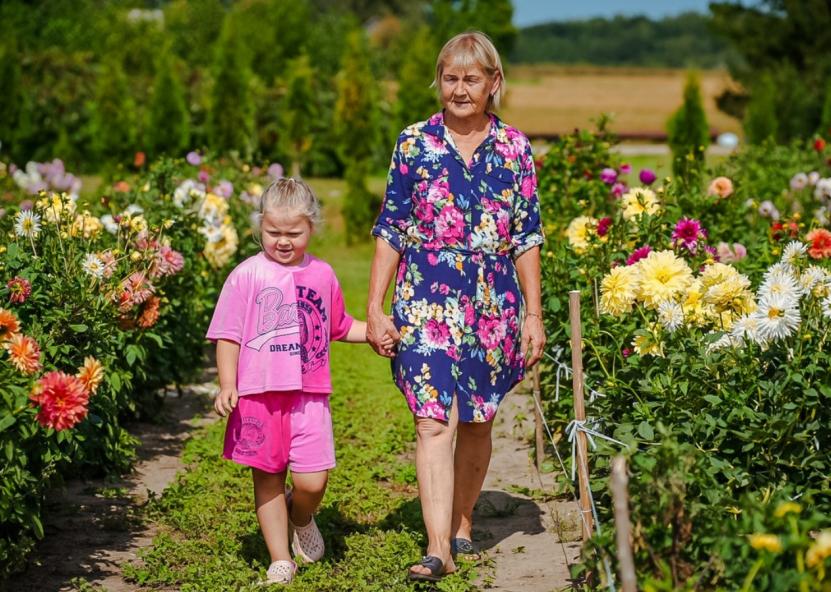 Jau septintus metus R. Jaruševičienės kieme auginami išskirtinio grožio jurginai. Živilės Venčiorkutės nuotr. (Jūsų Panevėžys) 