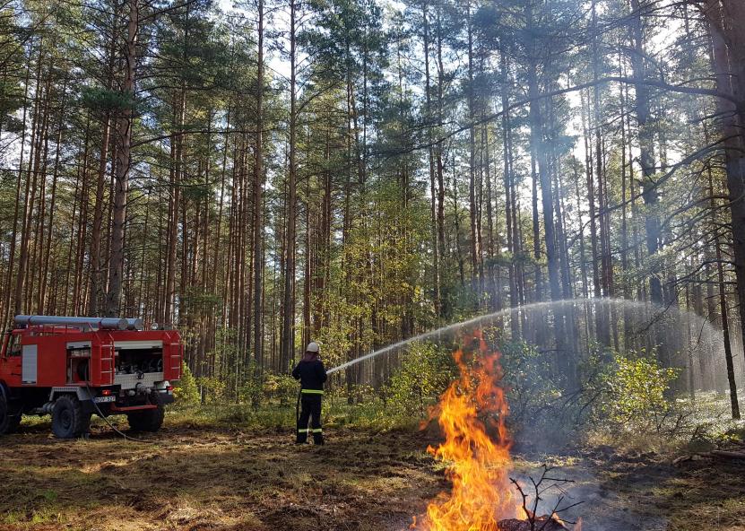 Valstybinių miškų urėdijos nuotr. 