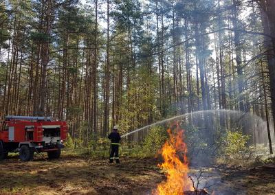 Valstybinių miškų urėdijos nuotr.