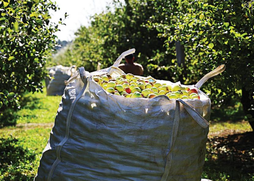 Didmaišyje telpa apie 700 kg obuolių. Aidos Garastaitės nuotr. 