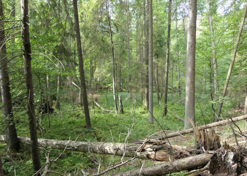 Saugomų teritorijų tarnybos nuotr. 