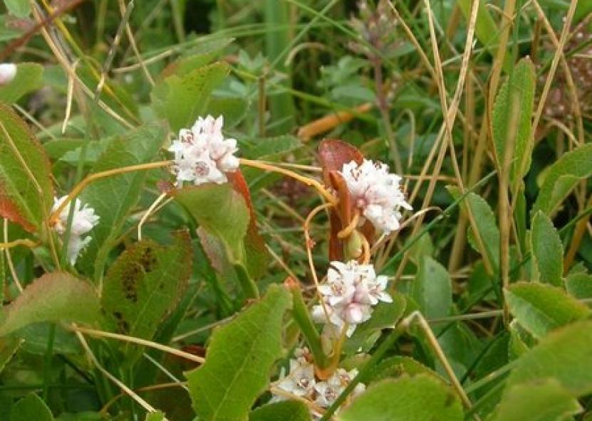 Cuscuta epithymum. 