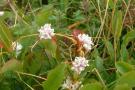 Cuscuta epithymum.