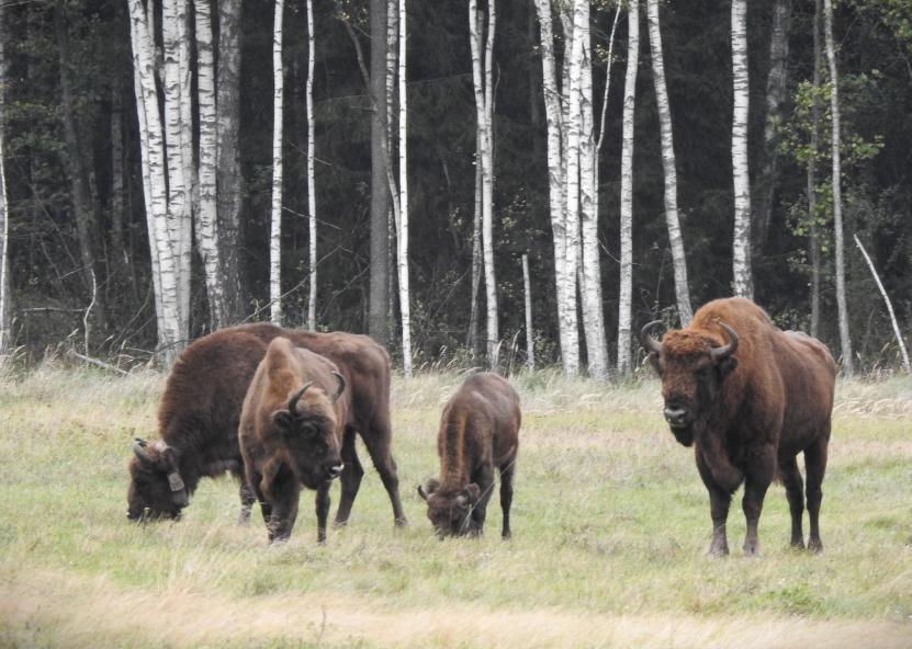Stėgalių stumbrynas. AM nuotr. 