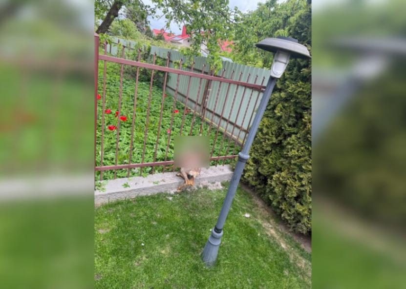 Rinkos aikštės nuotr. 