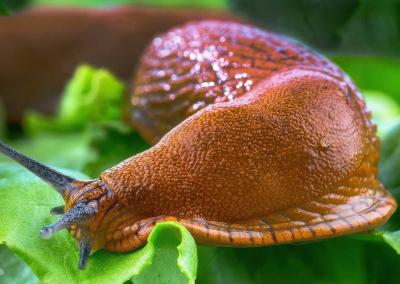 Asociatyvi nuotr.