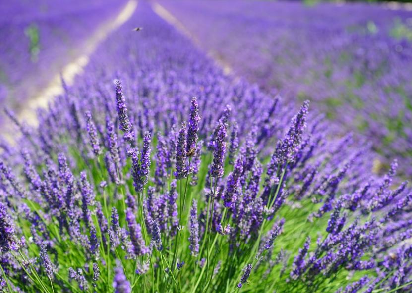 Levandos. Canva nuotr. 