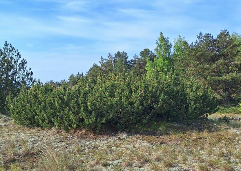 Kalninės pušys. VMT nuotr. 