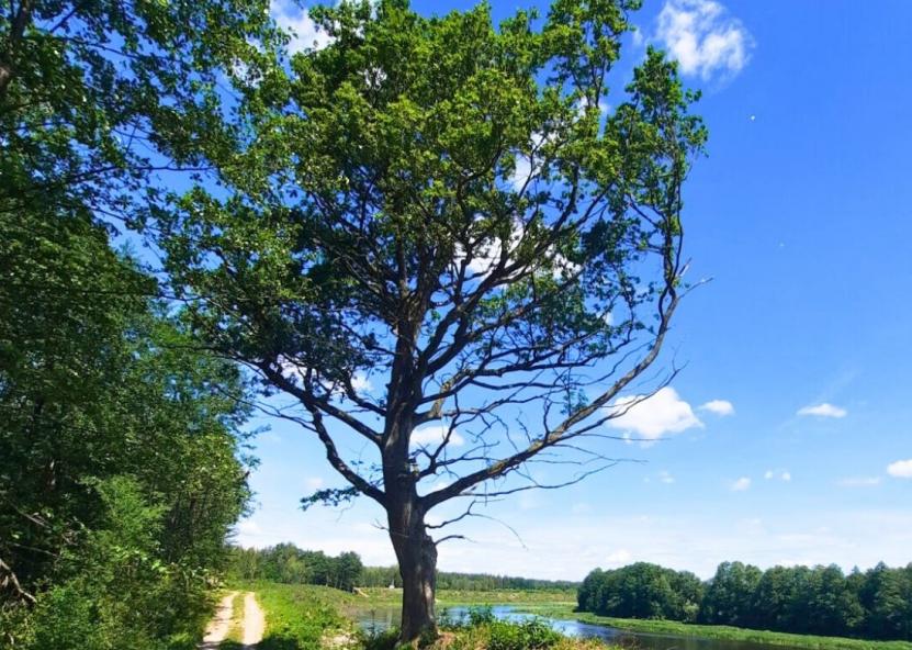Varviškės ąžuolas. Dinetos Babarskienės nuotr. 