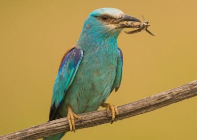 Europinis žalvarinis. Lietuvos zoologijos sodo nuotr.