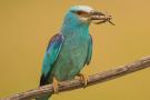 Europinis žalvarinis. Lietuvos zoologijos sodo nuotr.