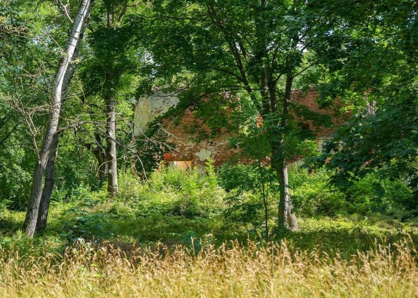Panevėžio rajono Mitriūnų kaimo gyventojai šaukiasi pagalbos: baiminasi nudžiūvusių medžių. Jūsų Panevėžys nuotr. 