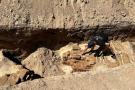 2022 metais archeologai aptiko 1680 metais sudegusios Varnių katedros pamatų dalis.