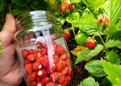 Naminės žemuogės – kvapnios, saldžios ir užaugintos su meile. Agnė Bučionienė iš Nemajūnų kaimo jas skina iki pat pirmojo sniego. Dzūkų žinios nuotr.
