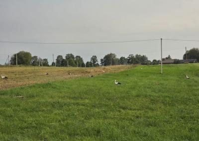 Gandrai. Anykštos nuotr.