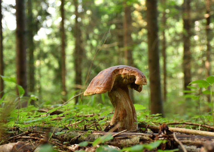 M. Ilčiuko nuotrauka. 