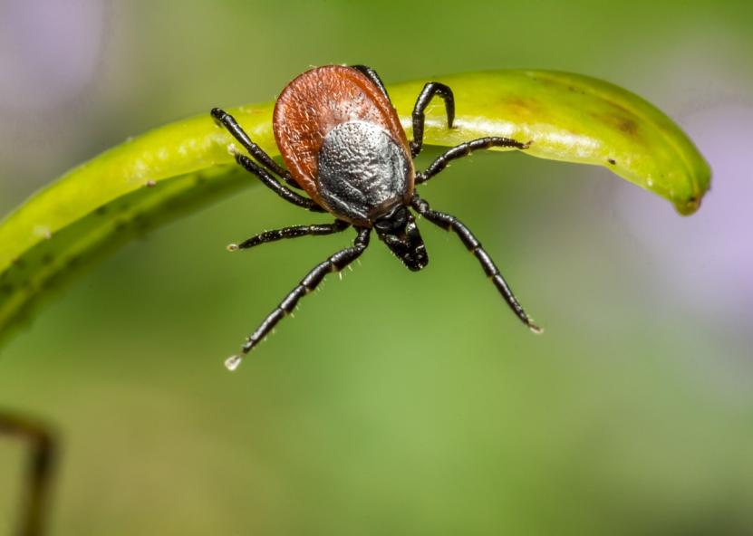 Asociatyvi nuotr. 